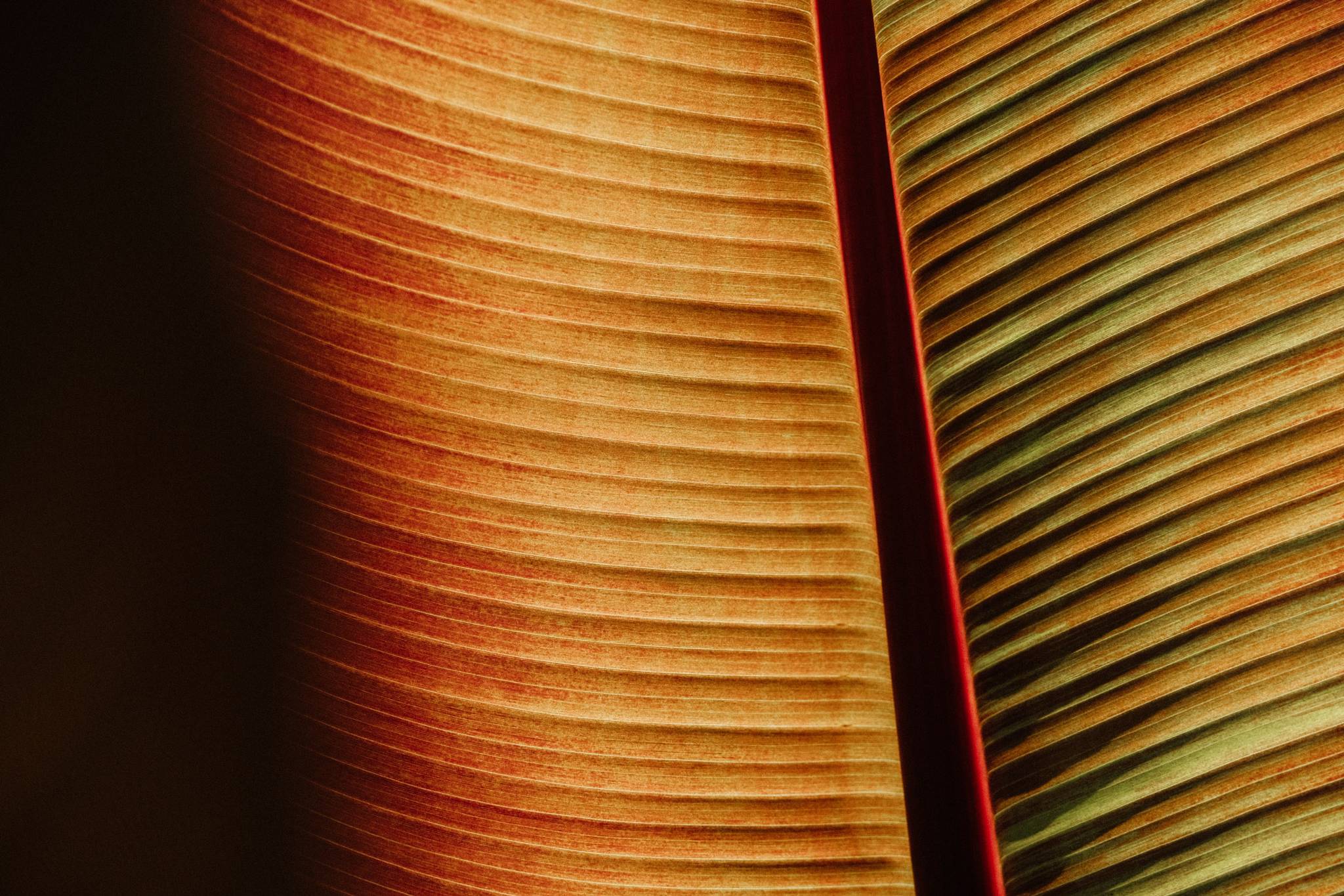 DSCF3664