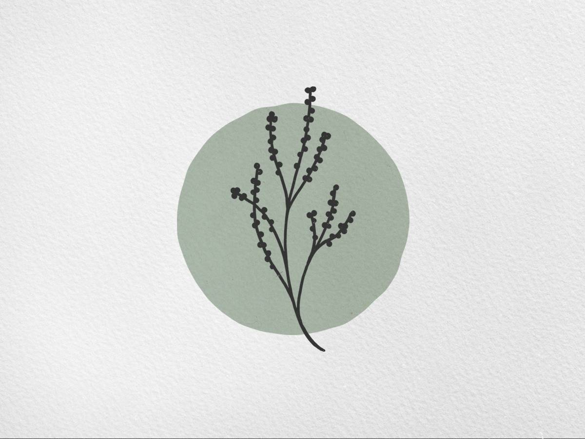 Sorrel Collections icon